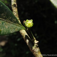 Suregada lanceolata (Willd.) Kuntze